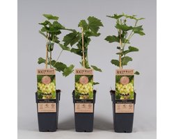 Witte kasdruif - Vitis Muscaat van Alexandrië