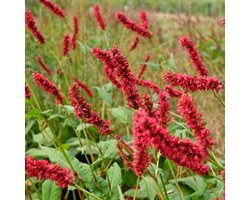 Persicaria amplexicaulis 'Fat Domino' - Duizendknoop - Wortelgoed - 5 stuks