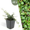 48 pièces Cotoneaster Streibs's Findling