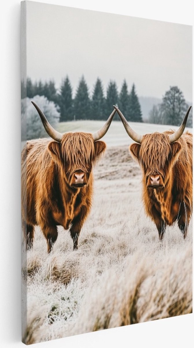 Saammp Canvas Schilderij - Schotse Hooglanders in bevroren gras - Natuur - Dieren - 80x120 - Foto op canvas - Wanddecoratie - Muurdecoratie Woonkamer - Slaapkamer decoratie - Canvas Print Multicolor
