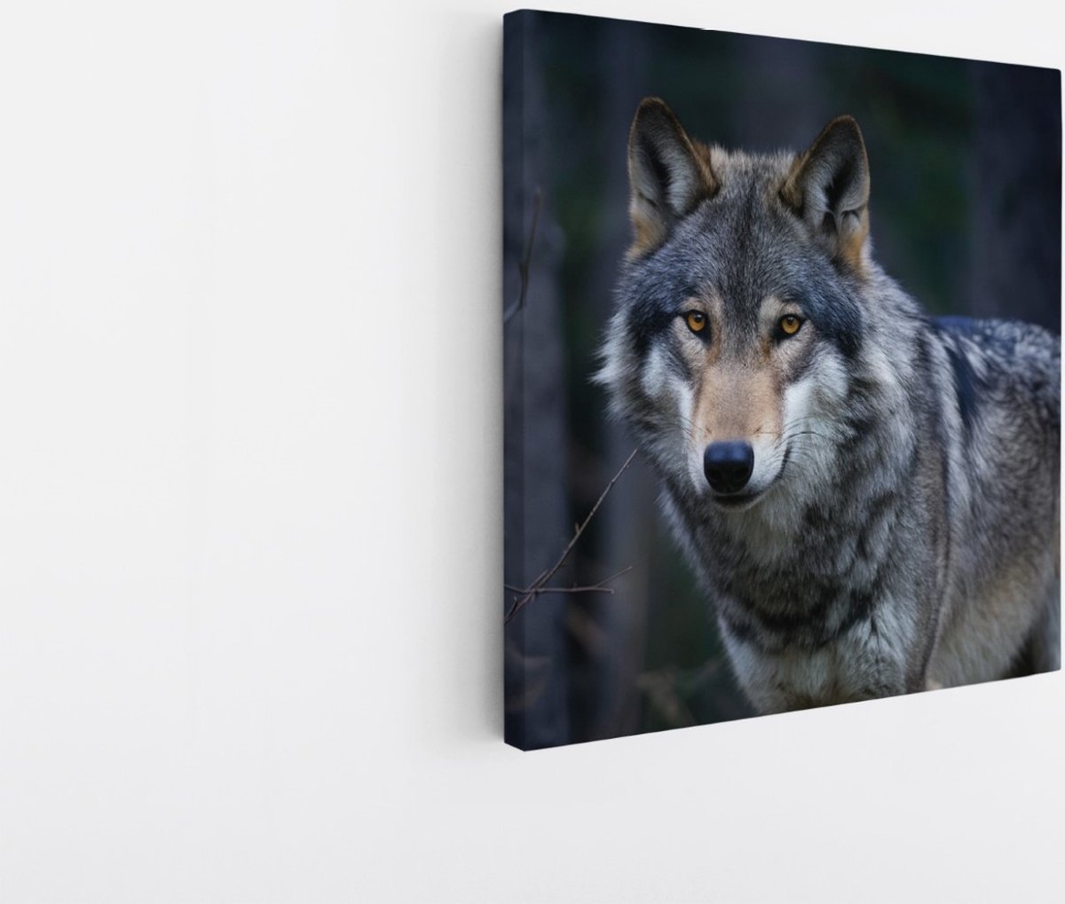 Saammp Canvas Schilderij - Wolf - Dieren - Natuur - 100x100 - Foto op canvas - Wanddecoratie - muurdecoratie Woonkamer - Slaapkamer decoratie - Canvas Print Multicolor