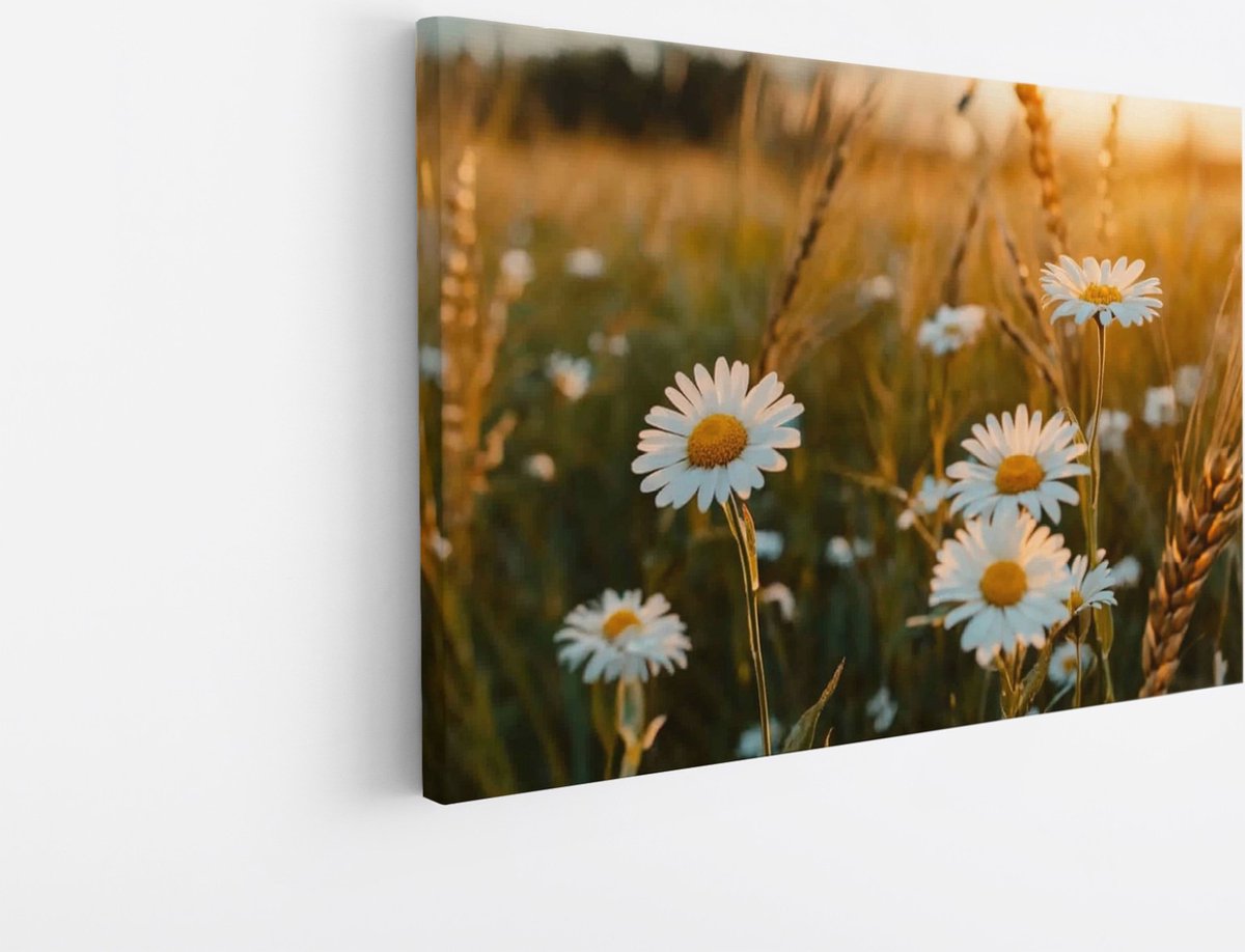Saammp Canvas Schilderij - Natuur - Madelief - landschap - 120x80 - Foto op canvas - Wanddecoratie - Muurdecoratie Woonkamer - Slaapkamer decoratie - Canvas Print Multicolor