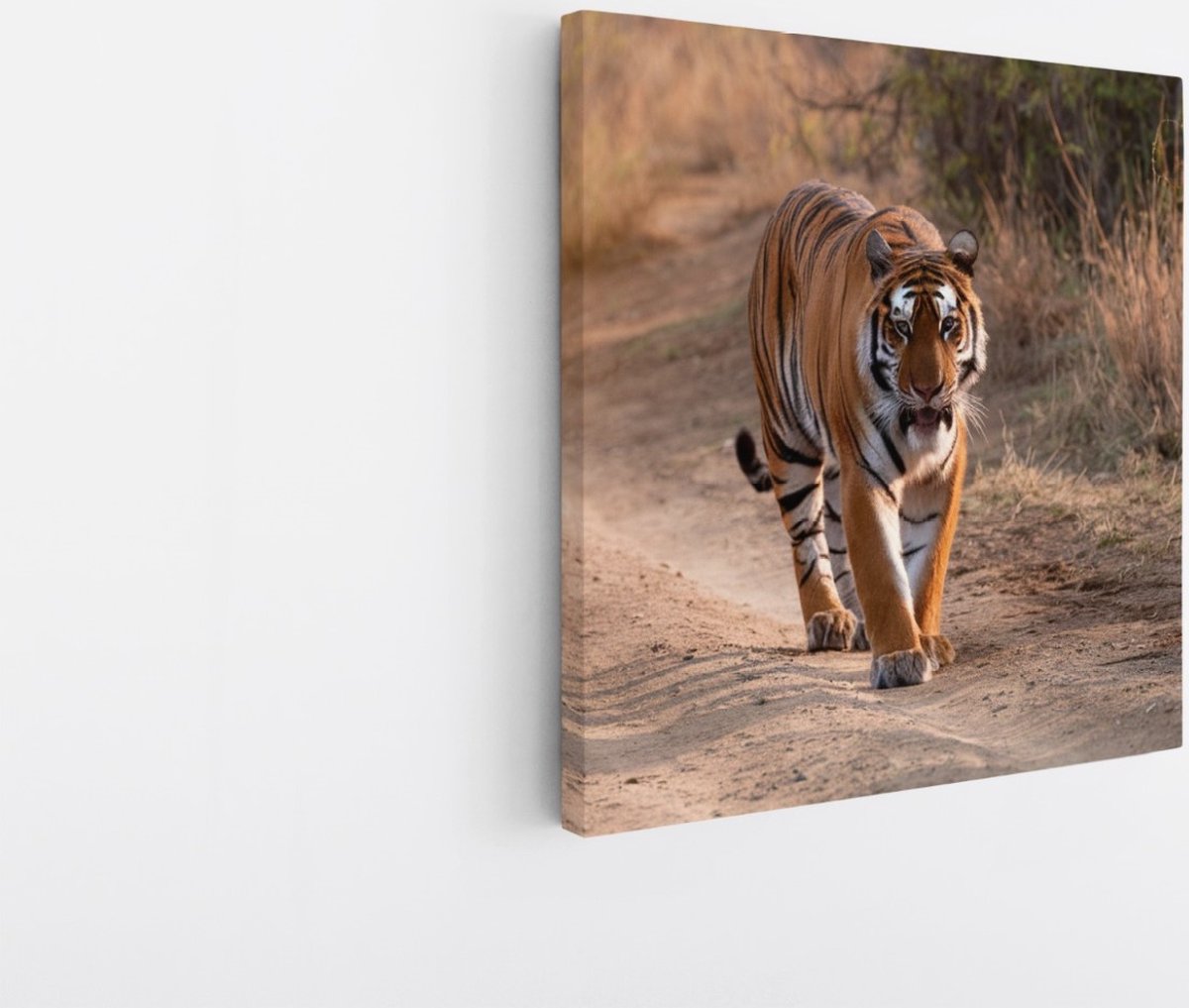 Saammp Canvas Schilderij - Tijger op de weg - Natuur - Dieren - 20x20 - Foto op canvas - Wanddecoratie - muurdecoratie Woonkamer - Slaapkamer decoratie - Canvas Print Multicolor