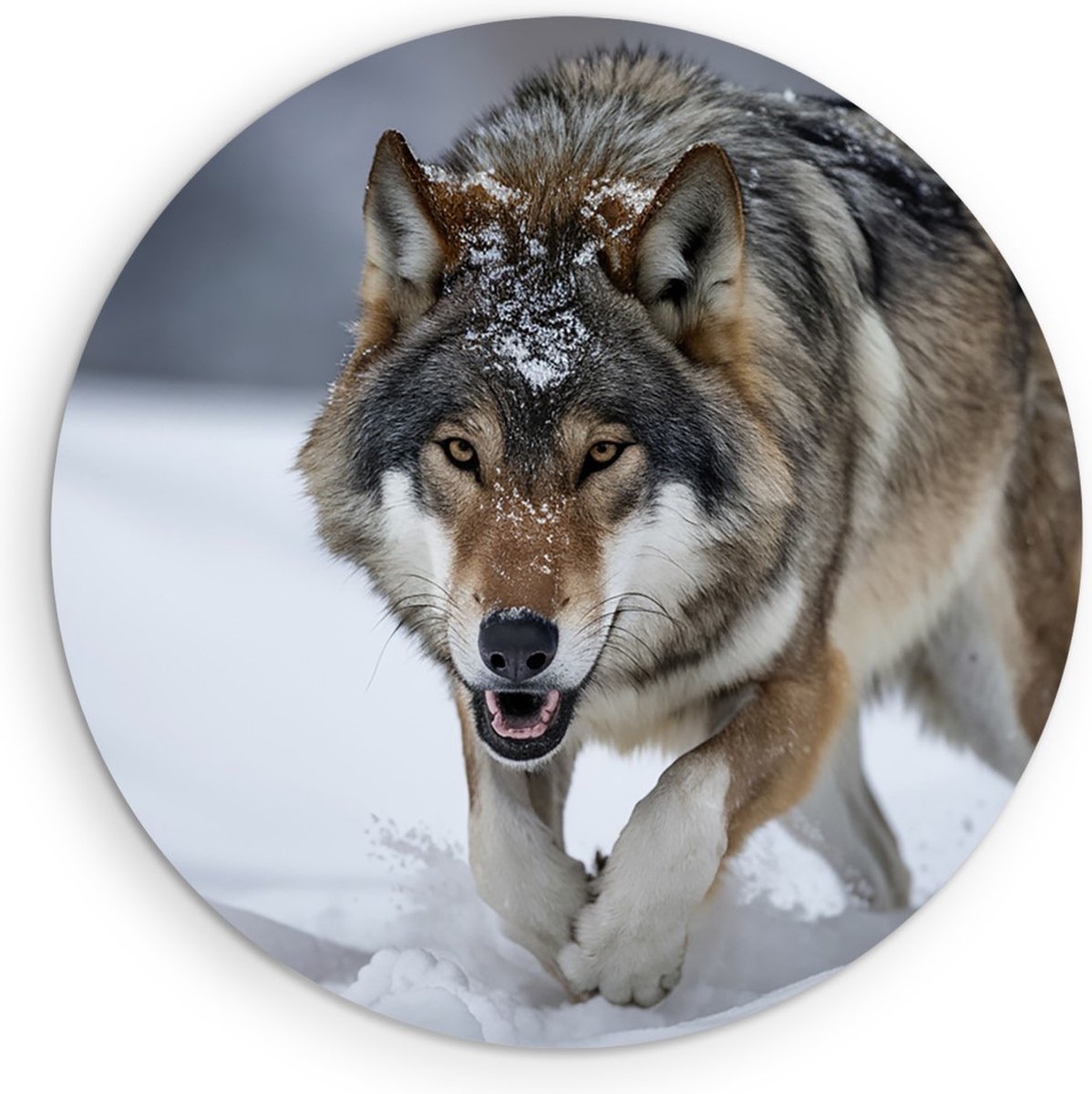 Saammp Muurcirkel Hout - Wolf in de sneeuw - Winter - Dieren - Natuur - Ø 40 - Wandcirkel - Wanddecoratie Cirkel - muurdecoratie Woonkamer - Slaapkamer decoratie - Rond Schilderij