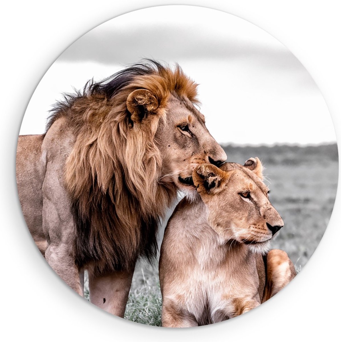 Saammp Forex Muurcirkel - 2 Leeuwen - Liefdevol - Dieren - Natuur - Ø 60 - Wandcirkel - Wanddecoratie Cirkel - Muurdecoratie Woonkamer - Slaapkamer decoratie - Rond Schilderij