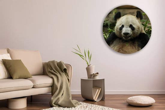 Saammp Forex Muurcirkel - Panda tussen het gras - Natuur - Dieren - Ø 90 - Wandcirkel - Wanddecoratie Cirkel - Muurdecoratie Woonkamer - Slaapkamer decoratie - Rond Schilderij