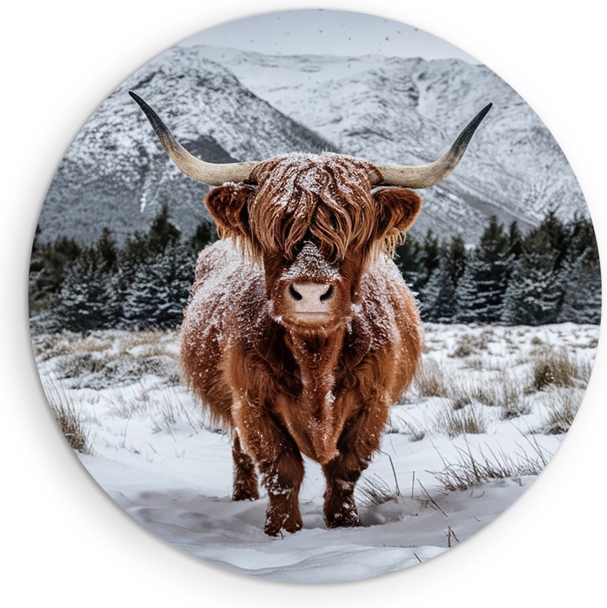 Saammp Forex Muurcirkel Schotse Hooglander Koe in de wei - Dieren - Natuur - Ø 70 - Wandcirkel - Wanddecoratie Cirkel - muurdecoratie Woonkamer - Slaapkamer decoratie - Rond Schilderij