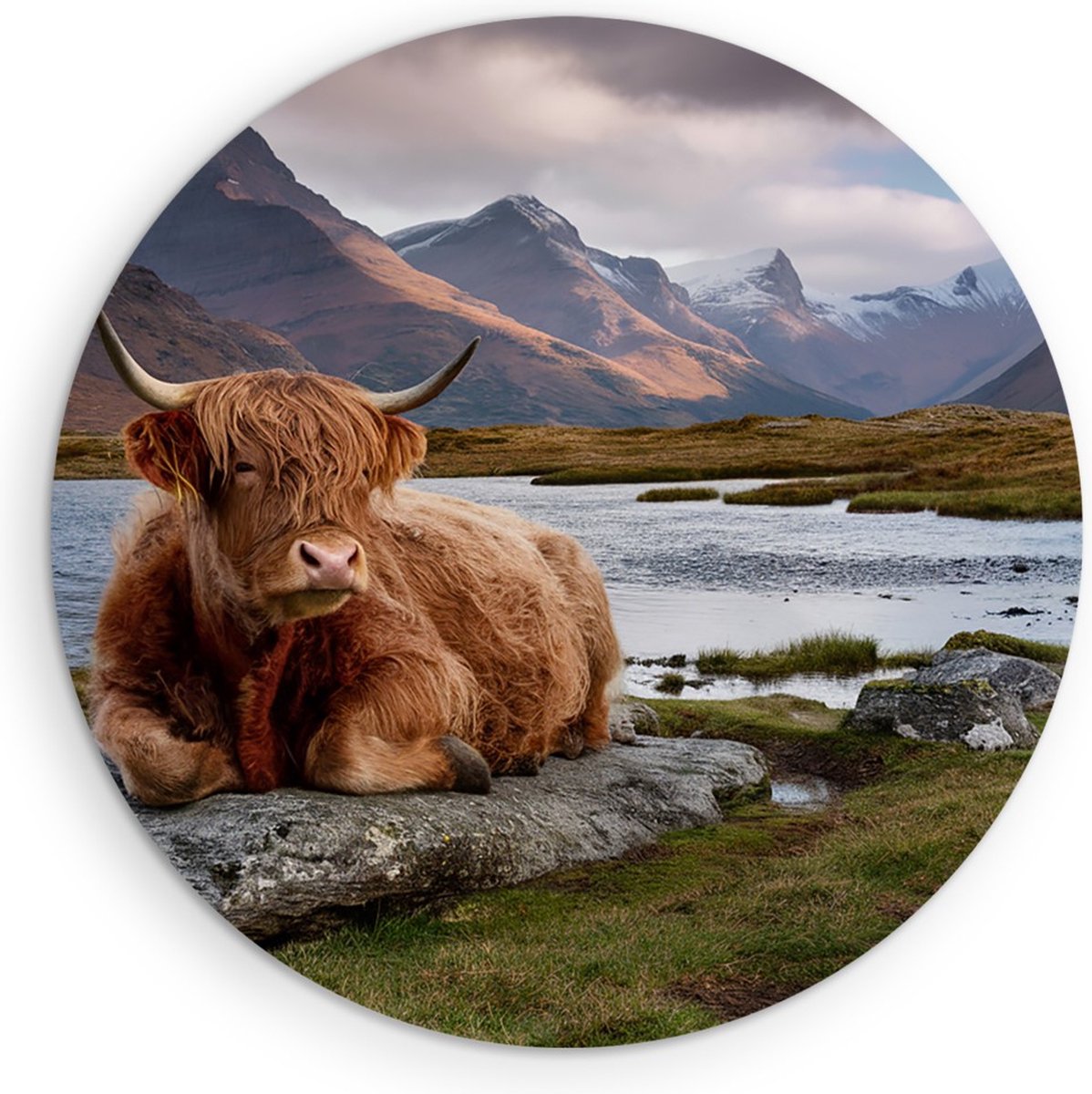 Saammp Forex Muurcirkel - Schotse Hooglander Koe op steen - Natuur - Dieren - Ø 80 - Wandcirkel - Wanddecoratie Cirkel - Muurdecoratie Woonkamer - Slaapkamer decoratie - Rond Schilderij