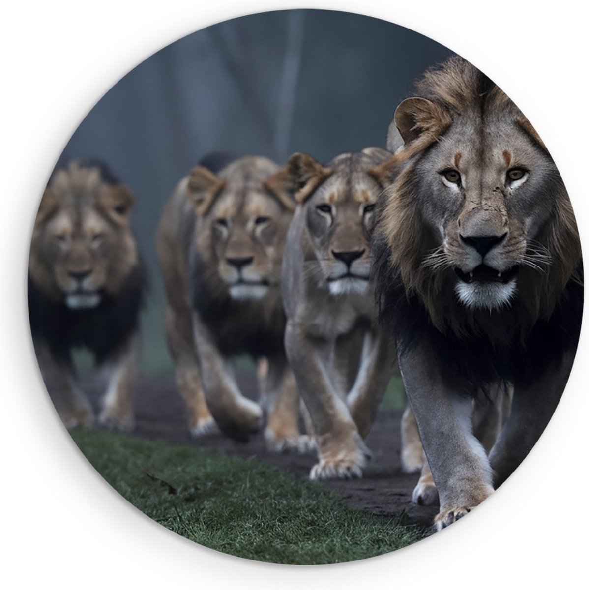 Saammp Forex Muurcirkel - Leeuwen familie op pad - Dieren - Natuur - Ø 50 - Wandcirkel - Wanddecoratie Cirkel - Muurdecoratie Woonkamer - Slaapkamer decoratie - Rond Schilderij