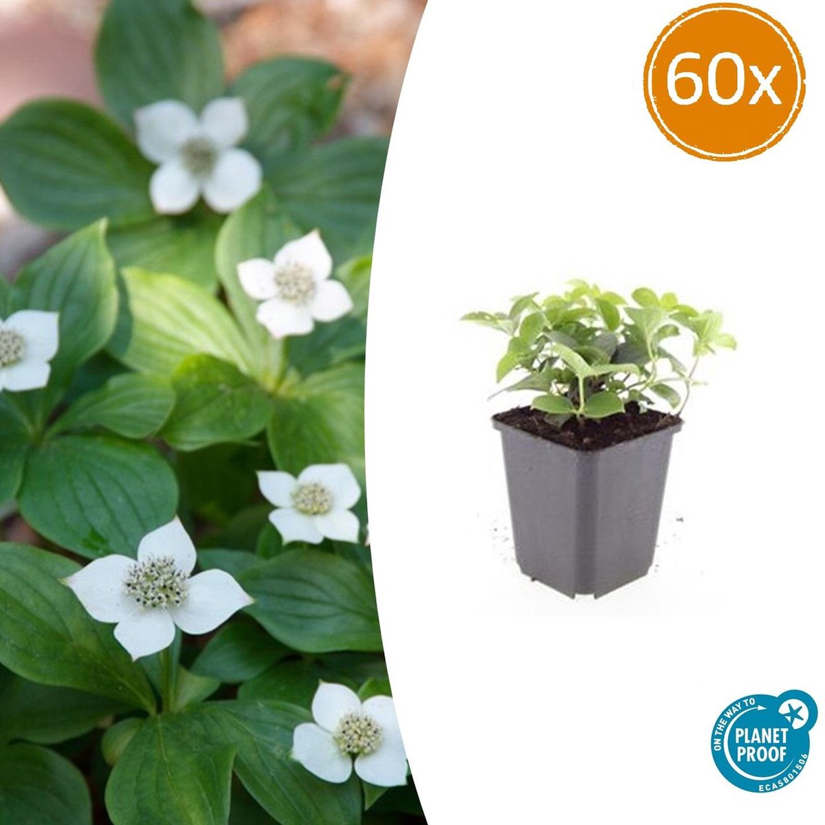 Tuinplantenshop.com | Cornus canadensis | 60 stuks - Ø9cm - 10-25cm hoog - Tuinplant