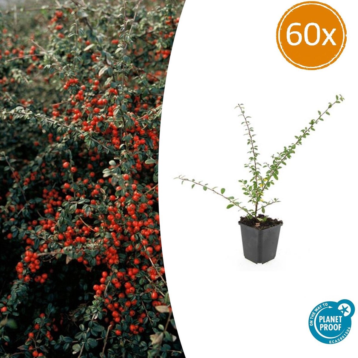 Tuinplantenshop.com | Cotoneaster suec. 'Coral Beauty' | 60 stuks - Ø9cm - 10-25cm hoog - Tuinplant