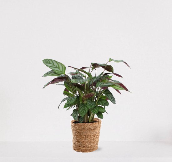 Calathea Compactstar in siermand Amber Naturel – luchtzuiverende kamerplant – pauwenplant – living plant - ↕35-45cm - Ø13 – geleverd met plantenpot – vers uit de kwekerij