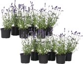 Plant in a Box - Lavandula angustifolia - Set van 12 - Winterharde Lavendel struikjes - Pot 10,5cm - Hoogte 10-15cm