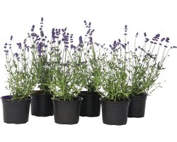 Plant in a Box - Lavendel - Set van 6 - Winterharde Lavendel struikjes - Pot 10.5cm - Hoogte 10-15cm