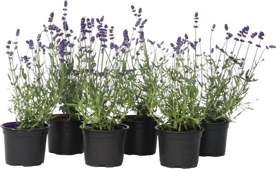 Plant in a Box - Lavande - Set de 6 - Arbustes Lavande Rustiques - Pot 10,5cm - Hauteur 10-15cm
