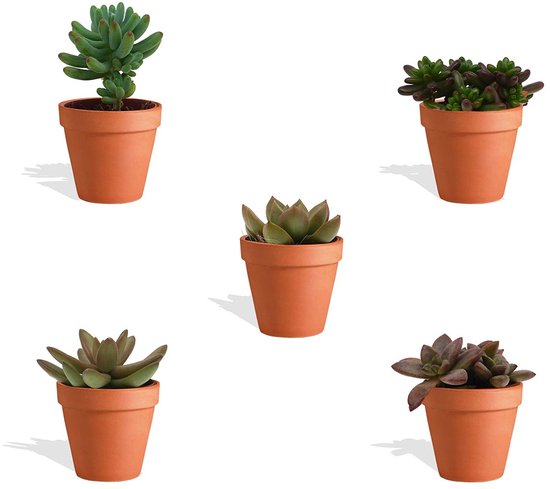 DutchLeafs Sedum Mix Mini Vetplanten in Terracotta Bloempot - 5 Stuks - Kwekerspot 5,5 cm - Hoogte 8-15 cm - Mini Plantjes - Succulenten - Kamerplanten