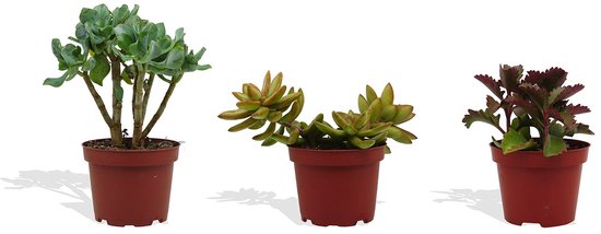 DutchLeafs Vetplanten Mix - 3 Stuks - Kwekerspot 10 cm - Hoogte 15-20 cm - Succulenten - Kamerplanten
