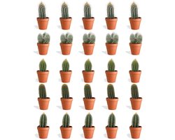 DutchLeafs Cereus Mix Mini Cactussen in Terracotta Bloempot - 20 Stuks - Kwekerspot 5,5 cm - Hoogte 8-15 cm - Mini Plantjes - Zuilcactus - Cactus Plant - Kamerplanten