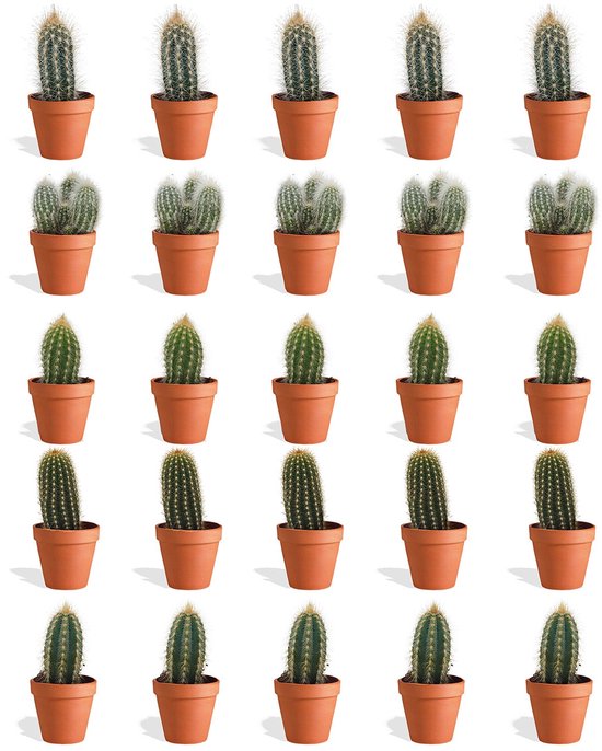 Een raster van 25 kleine cactussen in terracotta potjes op een witte achtergrond.
