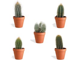 DutchLeafs Cereus Mix Mini Cactussen in Terracotta Bloempot - 5 Stuks - Kwekerspot 5,5 cm - Hoogte 8-15 cm - Mini Plantjes - Zuilcactus - Cactus Plant - Kamerplanten
