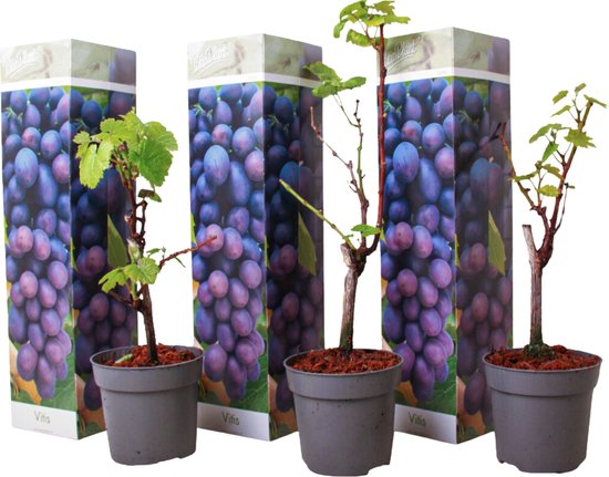 Plant in a Box - Druivenplanten - Set van 3 - Vitis Vinifera - Blauwe Druif  -... | bol