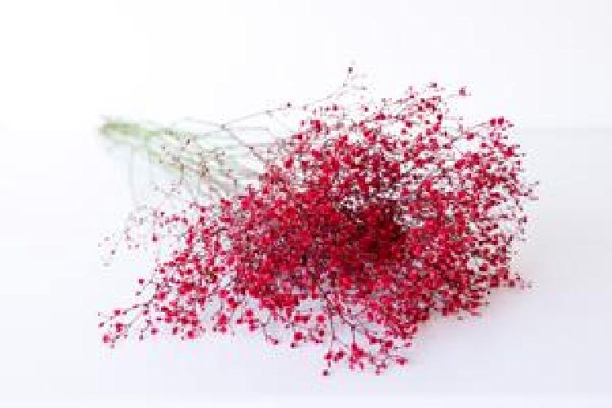 25x Gipskruid xlence rood 80cm