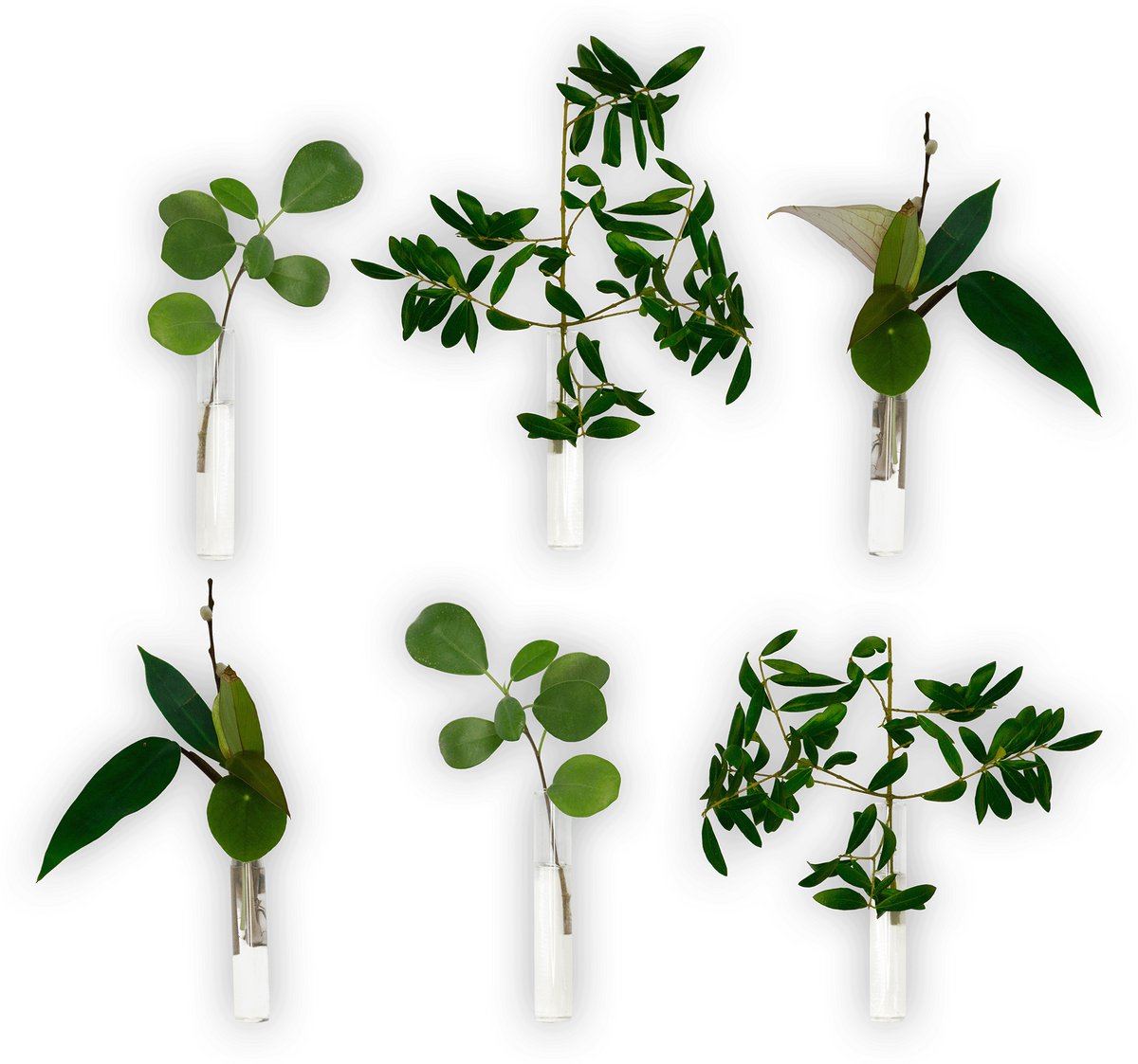 Muurvaasjes Zelfklevend - Set van 6 - Incl. Magnetische plakkers - Stekstation - Geschikt voor een gladde muur, tegels, glas, hout etc. - Droogbloemen - Stek - Reageerbuizen - Hydroponie - Glas - Zelfklevend