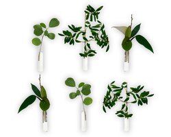 Muurvaasjes Zelfklevend - Set van 6 - Incl. Magnetische plakkers - Stekstation - Geschikt voor een gladde muur, tegels, glas, hout etc. - Droogbloemen - Stek - Reageerbuizen - Hydroponie - Glas - Zelfklevend