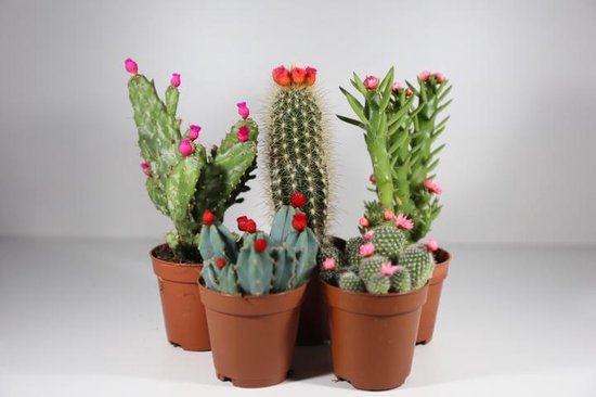 Set de 5 cactus avec fleurs | bol