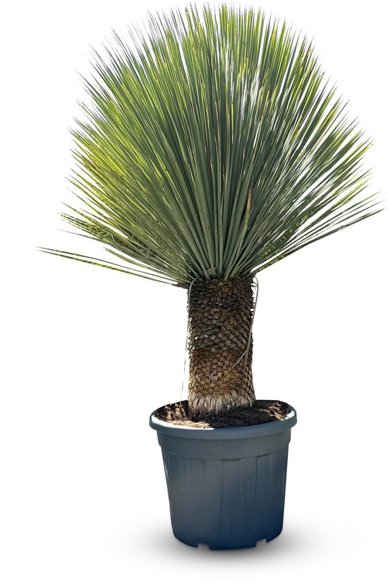 Yucca Rostrata (80 cm) | Achetez la meilleure plante artificielle
