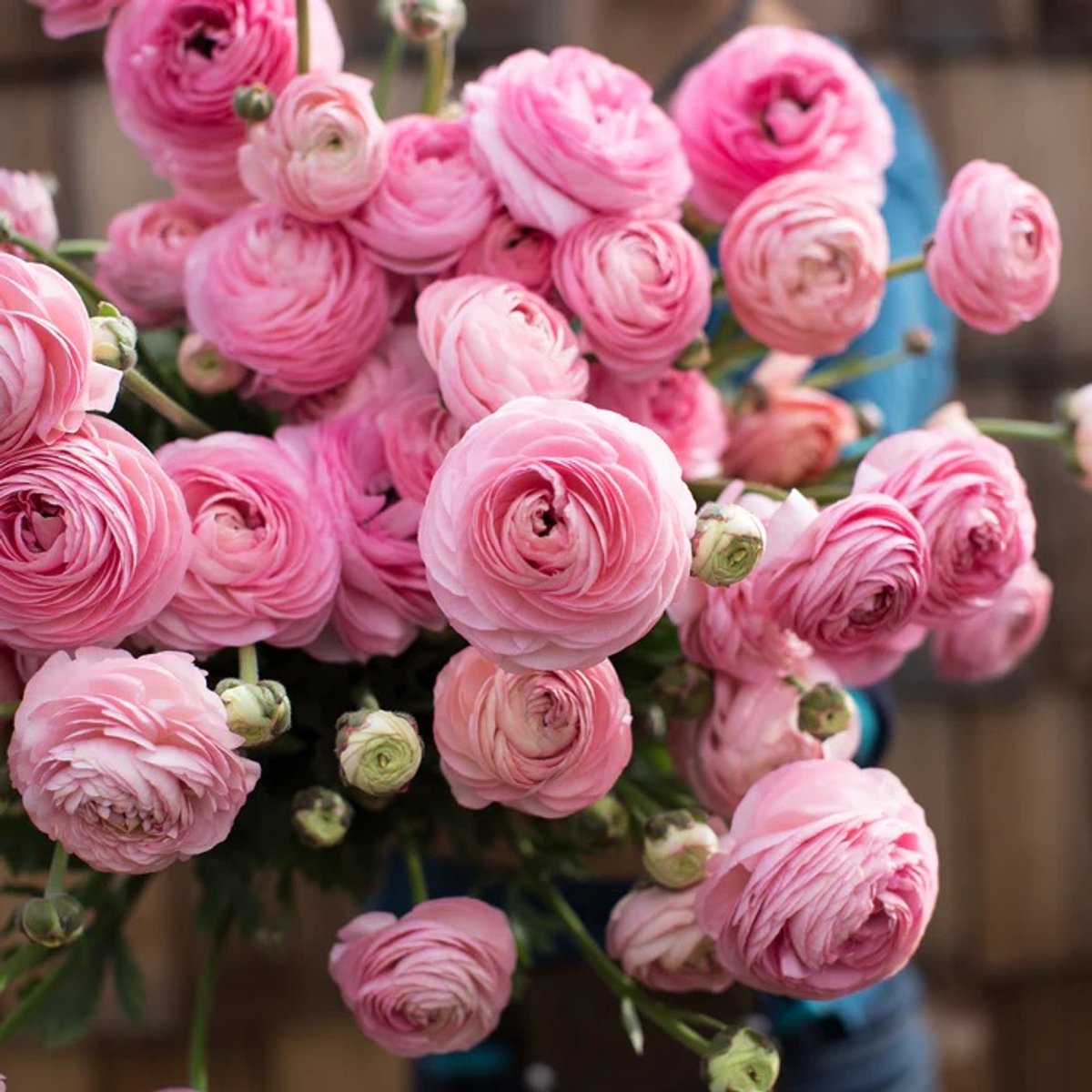 Bulbs by Brenda | Ranunculus Autres Marshmallow | 10 stuks | ranonkels