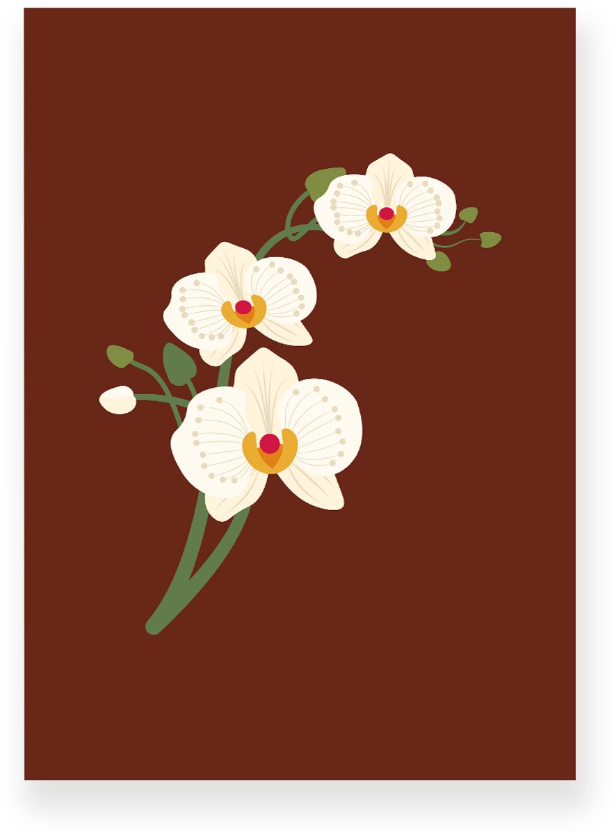 Yisual Poster 50x70 cm - Orchidee - Bloemen - Donkerbruin - Beige - Minimalistisch - Botanisch - Muurdecoratie - Wanddecoratie
