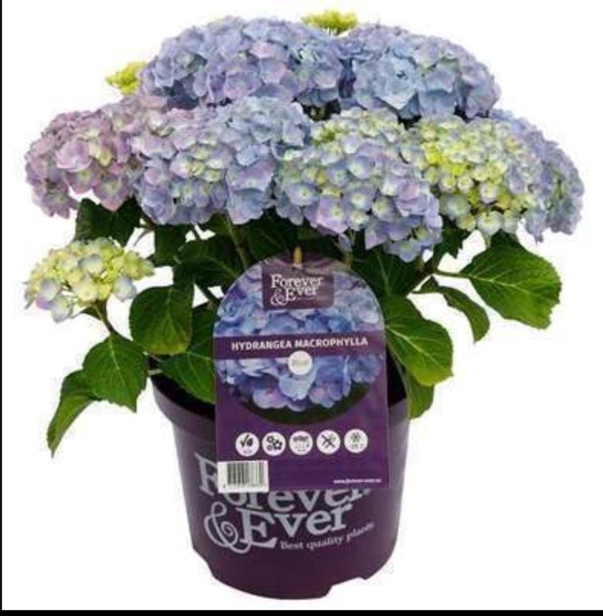 2 x Hydrangea 'Teller Blue' (blauw/bleu) - Hortensia 40- 60 cm in pot