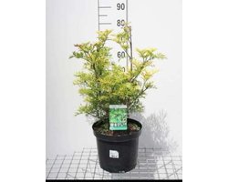 Sambucus nigra 'Golden Tower'® - Vlier 30- 40 cm in pot
