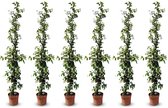 Sunny Tree - Toscaanse Jasmijn - Klimplant - 6 stuks - Buitenplant - Winterhard - Trachelospermum Jasminoides - 160 cm