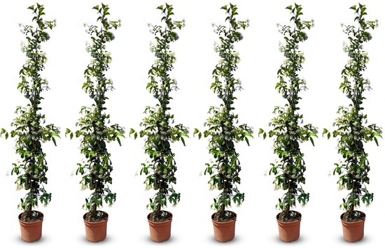 Six plants grimpants de jasmin de Toscane aux fleurs blanches et feuilles vertes dans des pots en terre cuite.