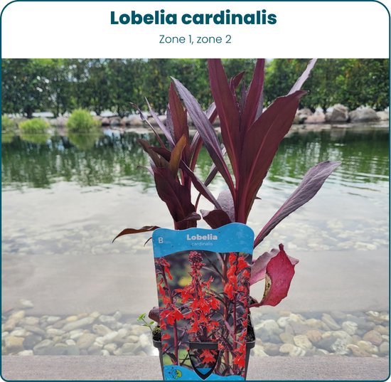 Aquabetta Vijver planten set LVP-007 - 6 vijverplanten - 2x Iris pseudacorus Alba - 2x Iris pseudacorus Blue - 2x Lobelia cardinalis - Waterplanten - Oeverplanten - Vijverplanten - Moerasplanten