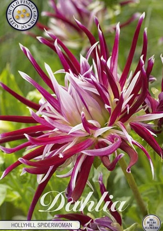 Dutch Finest Quality bloembollen - Dahlia Cactus Hollyhill Spiderwoman x1 Is 1 bloembol / knol / stronk - kleur Roze - hoogte 120 cm