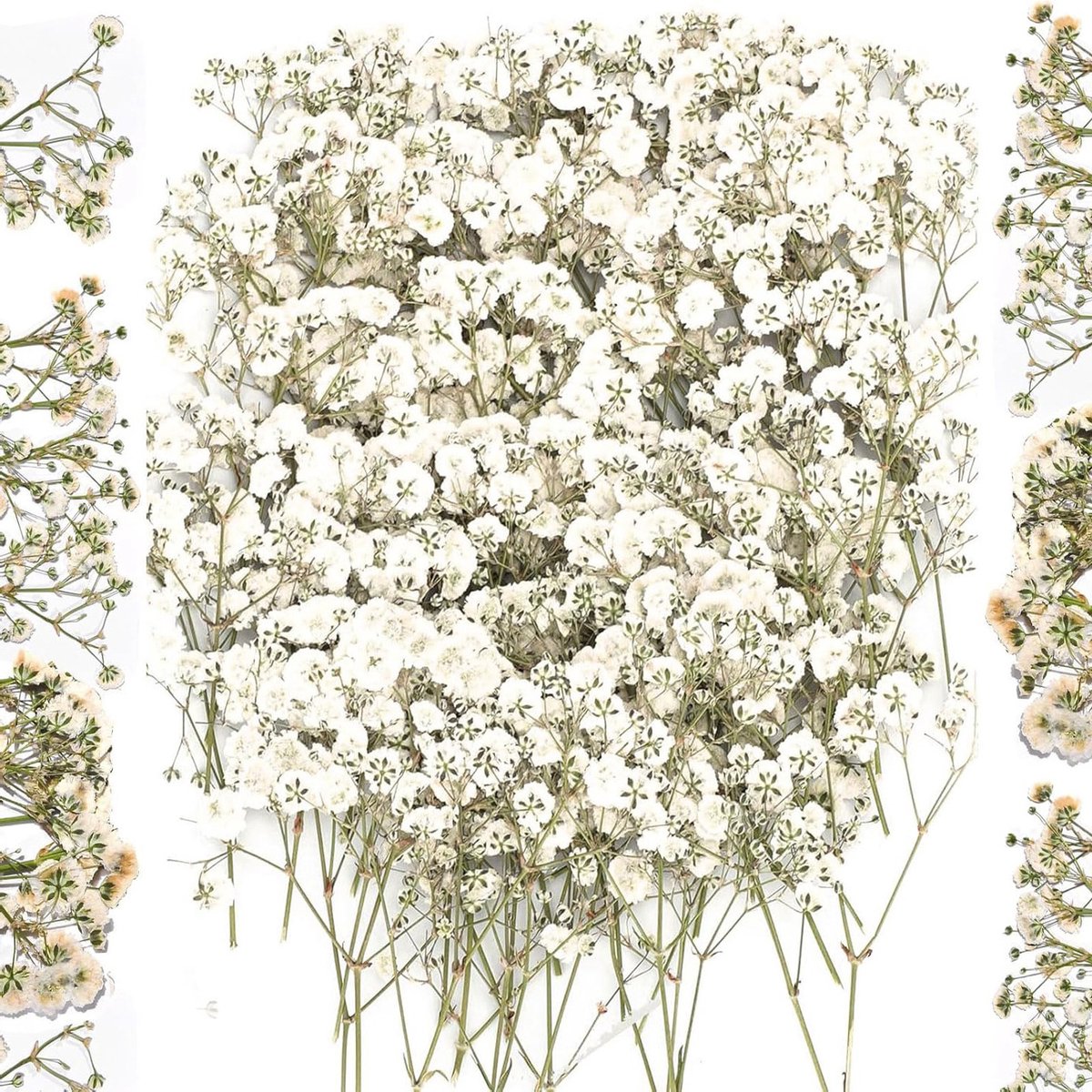oCreon 100 Stuks Gedroogde Bloemen - Kleine Baby's Adem Bloemen voor DIY Kaarsen & Knutselen