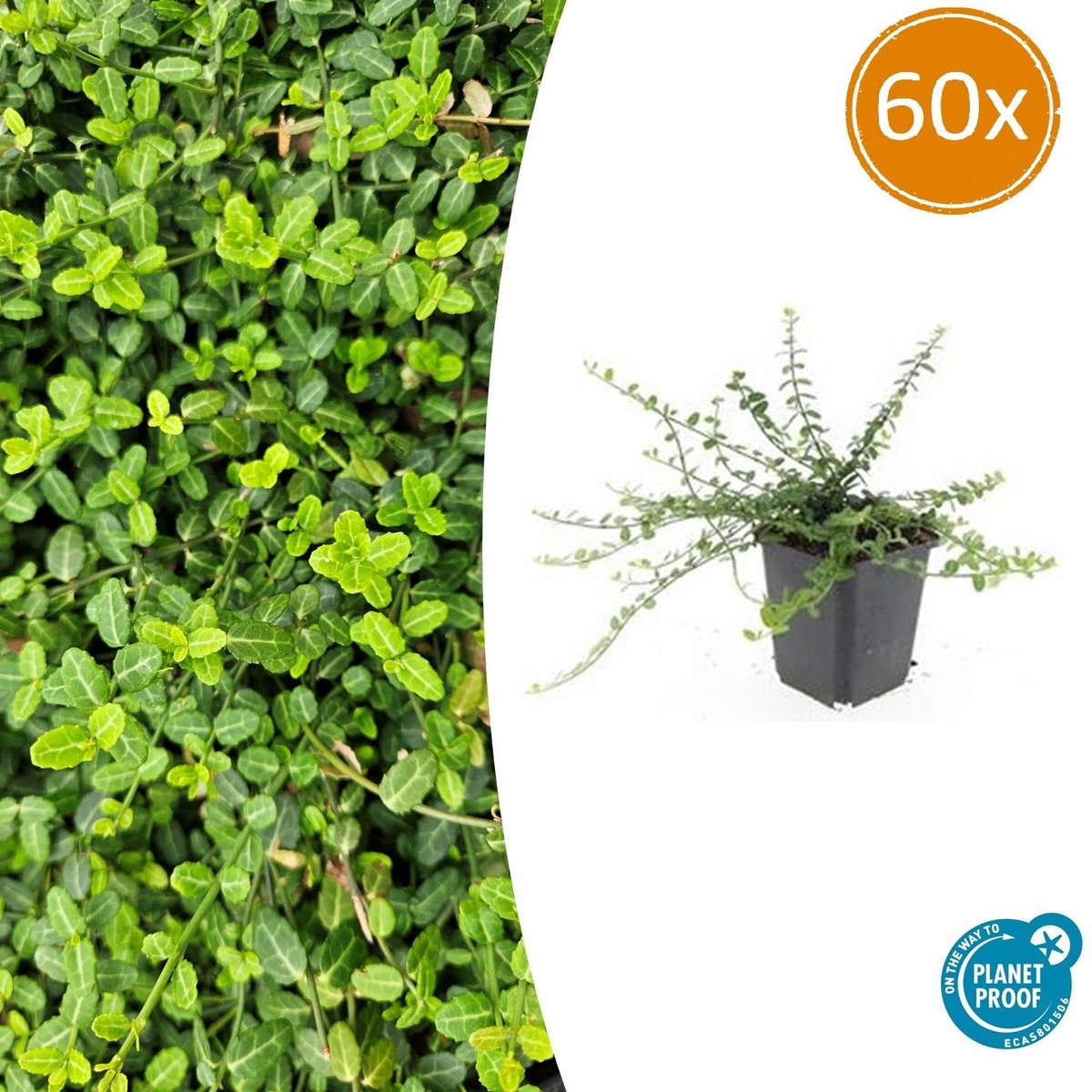 60 Stuks Kardinaalmuts Minimus, Sterke Wintergroene Bodembedekker, Euonymus fort. - 10-25cm - Ø9cm