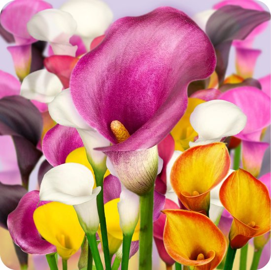 12 x Calla Bollen Mix 'Farmers Favorites' | Bloembollen zomerbloeiers | Nederlands gekweekt | Kleurrijk - The Bulb Farmers