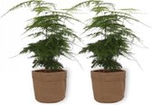 2x Kamerplant Asparagus Plumosus – Aspergeplant - ± 25cm hoog – 12 cm diameter - in bruine sierzak