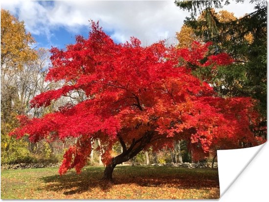 arbre pour petit jardin: érable du Japon à feuilles rouges