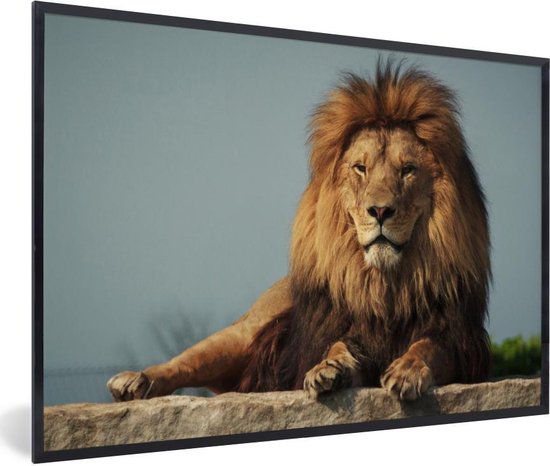 Lion couché 120x80 cm