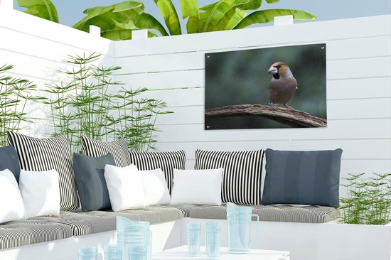 Un pinson de pomme regarde à droite dans le poster de jardin européen de l'Allemagne 60x40 cm - petit - Toile de jardin / Toile d'extérieur / Peintures pour l'extérieur (décoration de jardin)