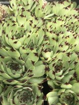 6 x Sempervivum calcareum fr. 'Rocher Agnielle' - Huislook - P9 Pot (9 x 9cm) - Dima Vaste Planten