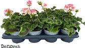 Geranium staand - roze - 8stuks - perkplant