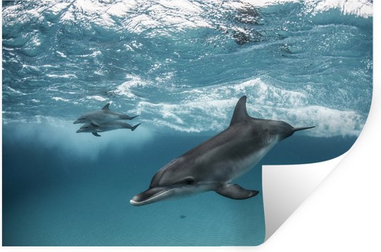 Sticker Muursticker Dauphin - Dauphins nageant près des Bahamas - 60x40 cm - film adhésif autocollant - sticker mural repositionnable