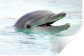 Sticker Muursticker Dauphin - Gros plan d'un dauphin dans l'eau - 60x40 cm - film autocollant - sticker mural repositionnable