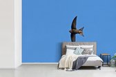 Behang - Fotobehang Een gierzwaluw vliegt over een heldere blauwe lucht - Breedte 420 cm x hoogte 280 cm